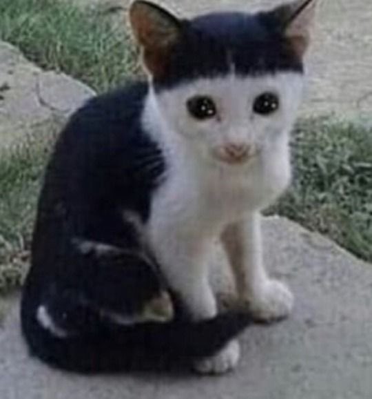 SAGE⛧･🧛🏻‍♀️ tweet media