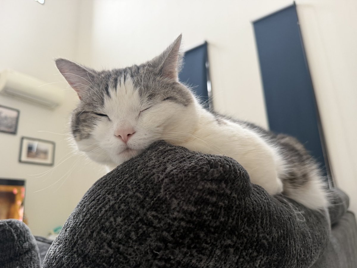 小玉絵里加 Erika Kodama tweet media