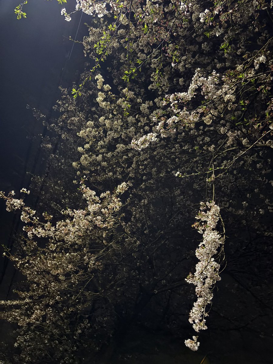 雲野 小夜 tweet media