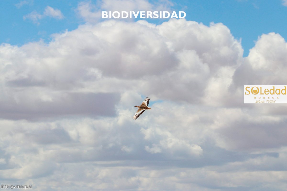 bodegasoledad tweet media