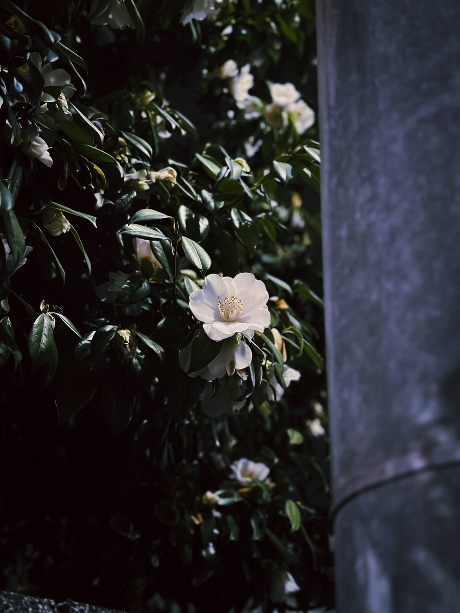 ハルナガ tweet media