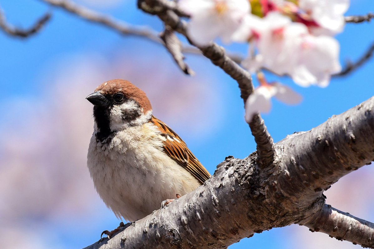 AKIRA-C-2日本一不憫なC-2ファン専門学生 tweet media