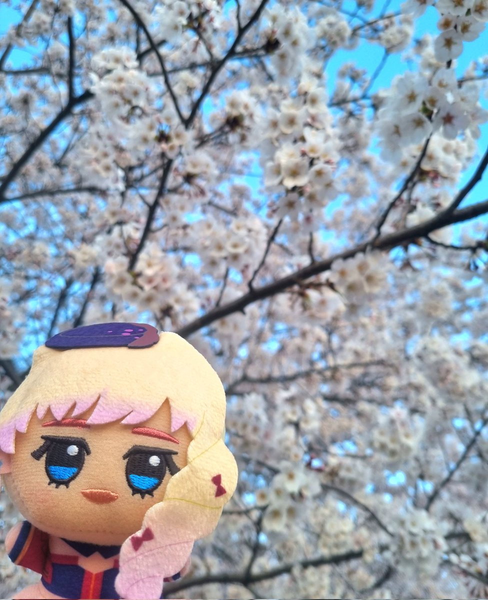 Mama_macross's tweet photo. 🩷🌸벚꽃의 요정🌸🩷 https://t.co/2pHODeBCtr