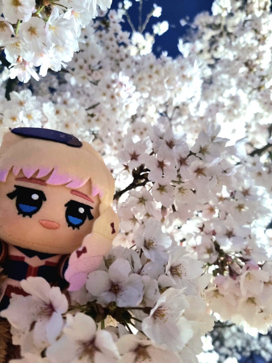 Mama_macross's tweet photo. 🩷🌸벚꽃의 요정🌸🩷 https://t.co/2pHODeBCtr