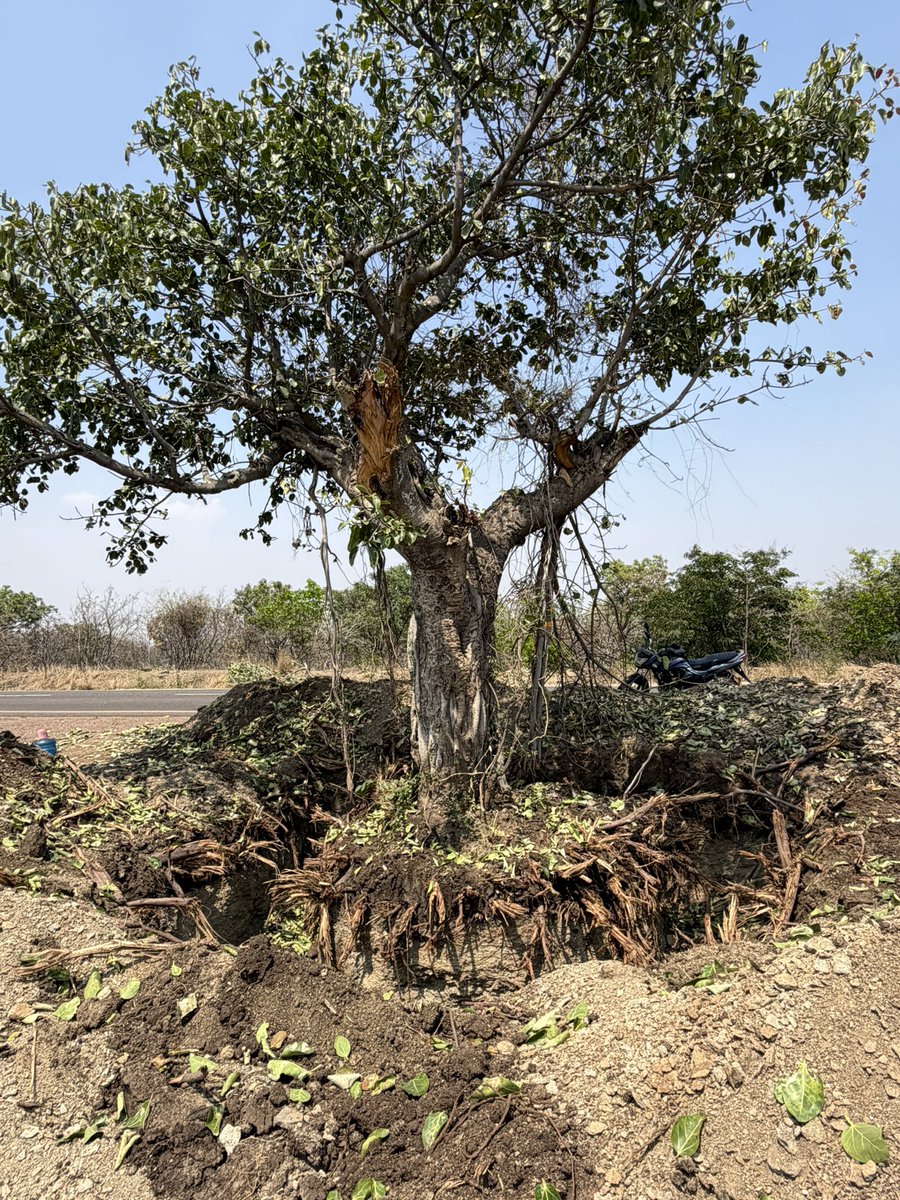 AdarAspire's tweet image. TSPA–#Chevella–#Manneguda road expansion is progressing at pace.

Banyan tree translocation is also underway as part of the corridor upgrade, supporting improved connectivity across this emerging growth stretch in West Hyderabad.

#HyderabadRealEstate #InfrastructureUpdate