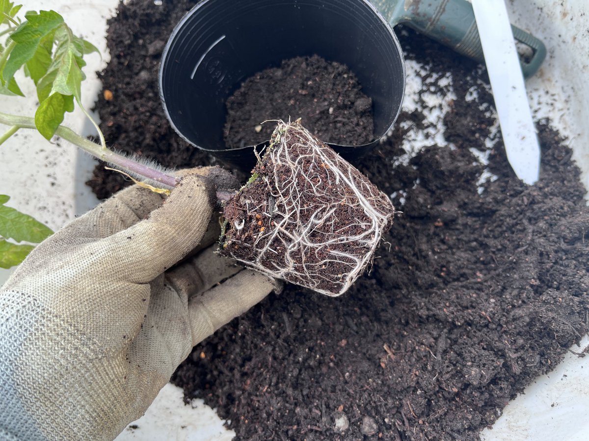 宮崎大輔🍓イチゴテック tweet media