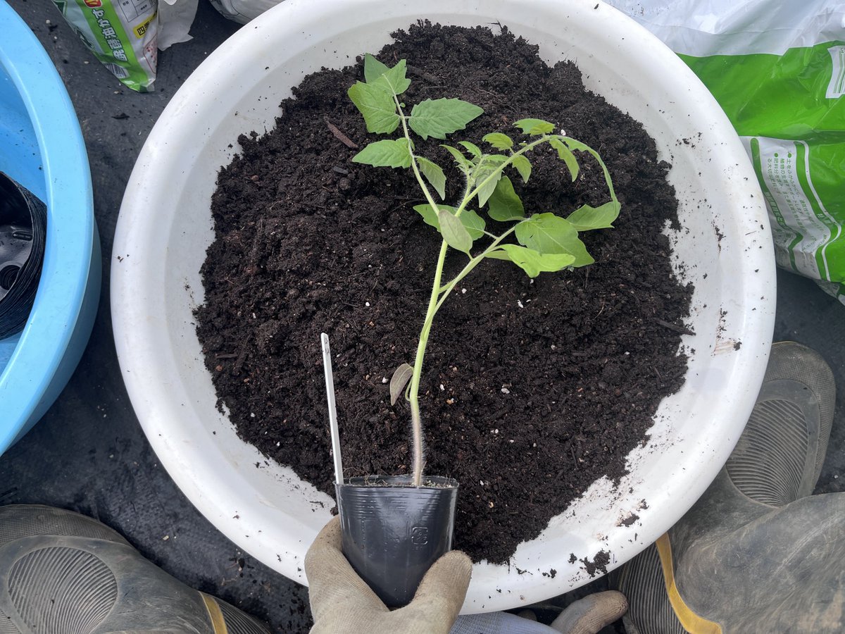 宮崎大輔🍓イチゴテック tweet media