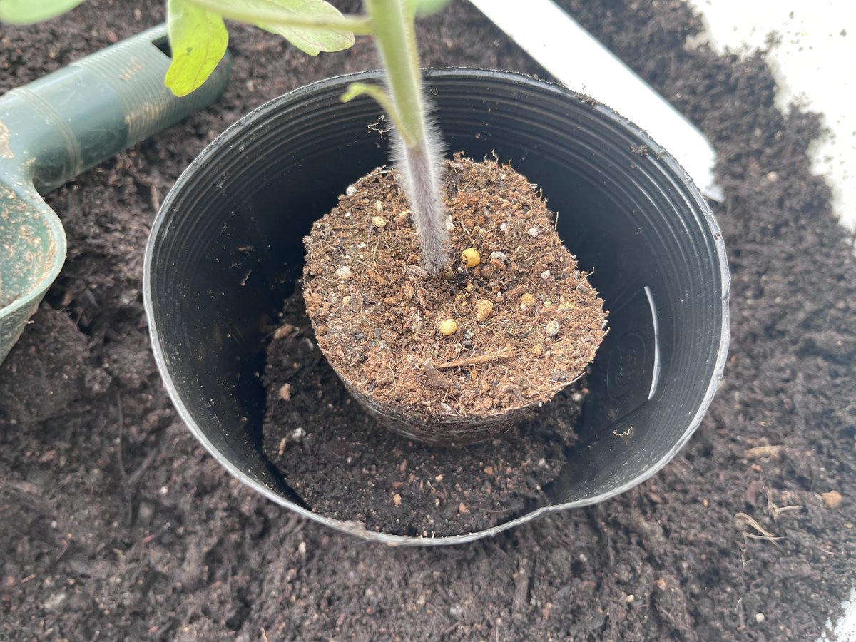 宮崎大輔🍓イチゴテック tweet media