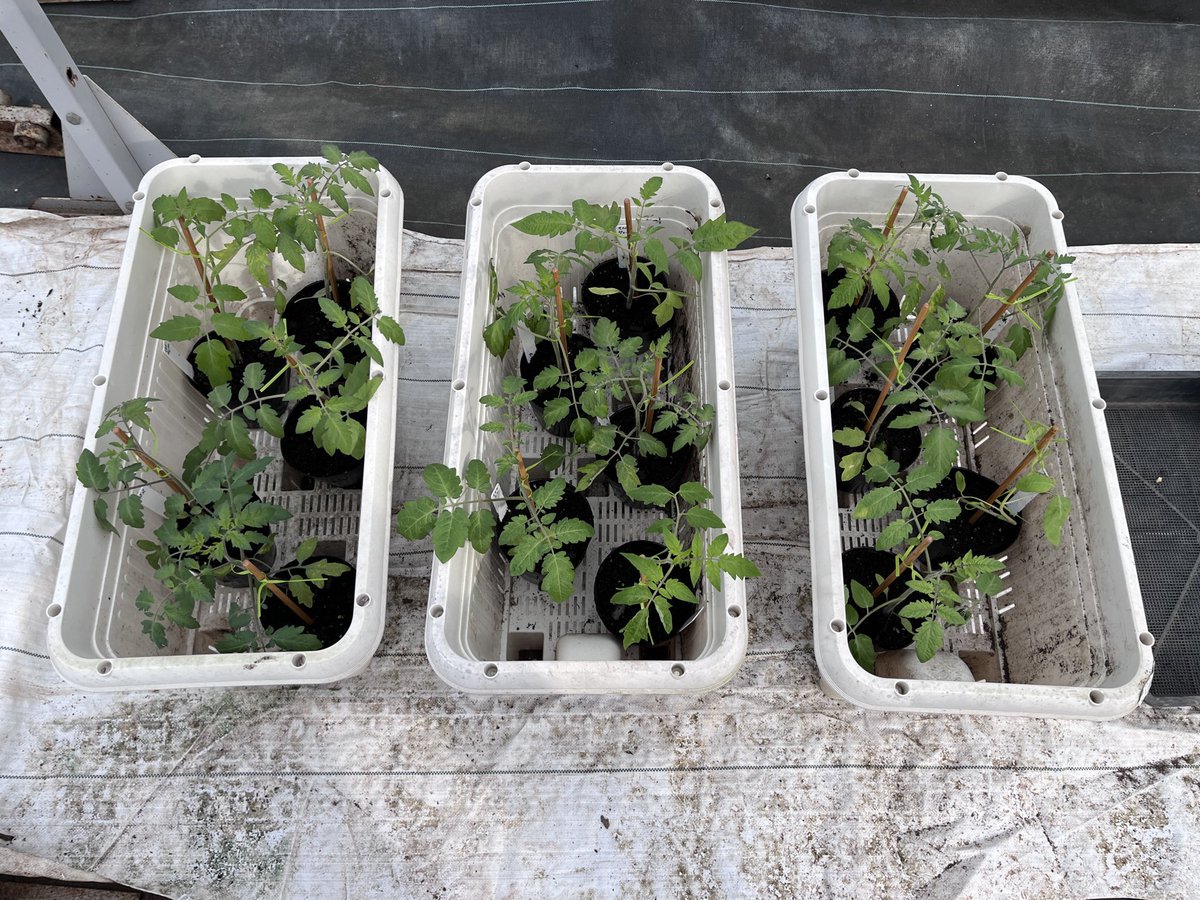 宮崎大輔🍓イチゴテック tweet media