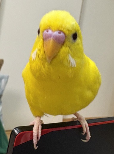 TSUBASA6077's tweet photo. 【拡散希望】
セキセイインコの迷子情報です

場所：埼玉県久喜市菖蒲町
日時：26/4/5  17時
名前：レモン
特徴：たくさん話します。鳴き声が猫みたいです。色が黄色です

情報お持ちの方、下記までご連絡を
npotsubasa@tsubasa0615.org
情報拡散のご協力お願いします https://t.co/zQm7Fq7cfq