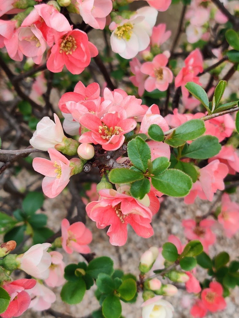 ボケは花だけでよい。
（高齢者の認知テストが怖い）