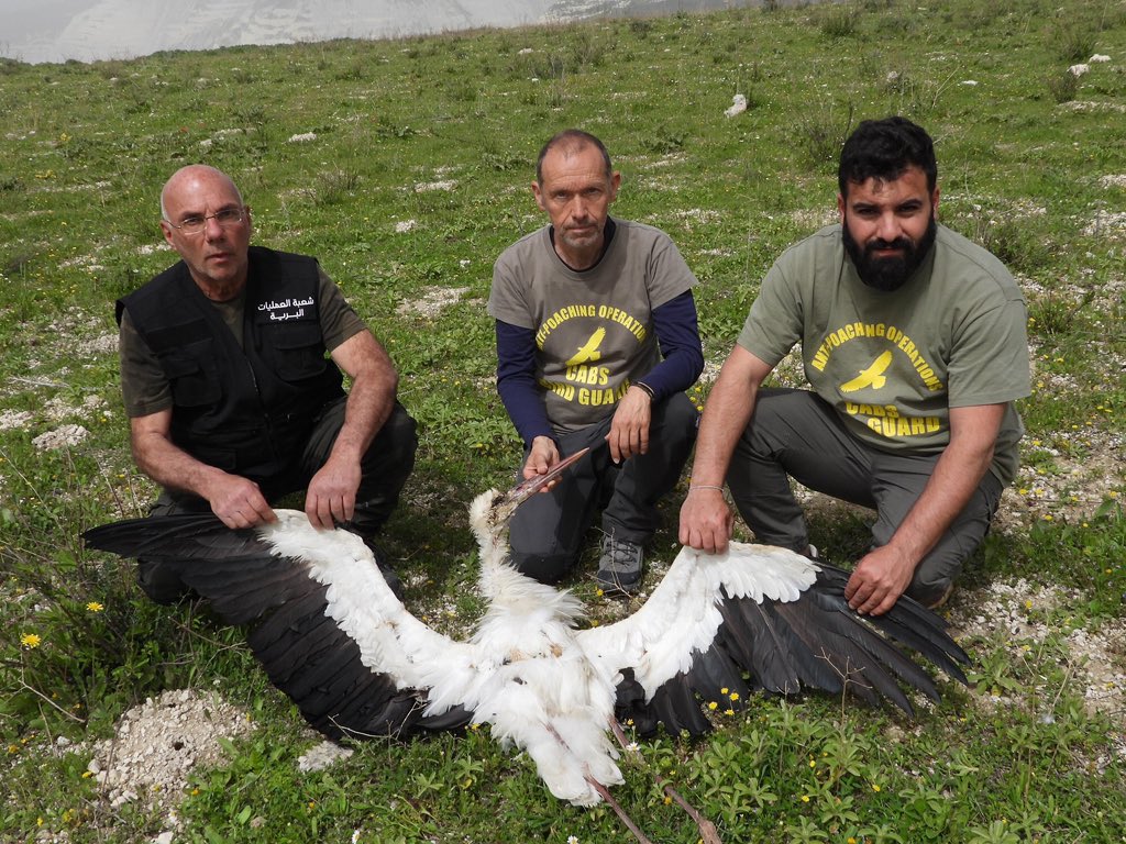 CABS_REPORTS's tweet photo. Heartbreak in northern #Lebanon: Witnesses report a massive illegal shooting where over 300 storks were killed in a single morning. 

Our teams identified decomposing remains on-site and have reported the incident to the police. This is why our monitoring camps are vital. https://t.co/VzJqVyjLTB