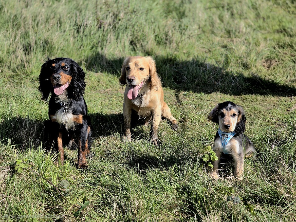 Olly and River the Working Cocker Spaniels tweet media