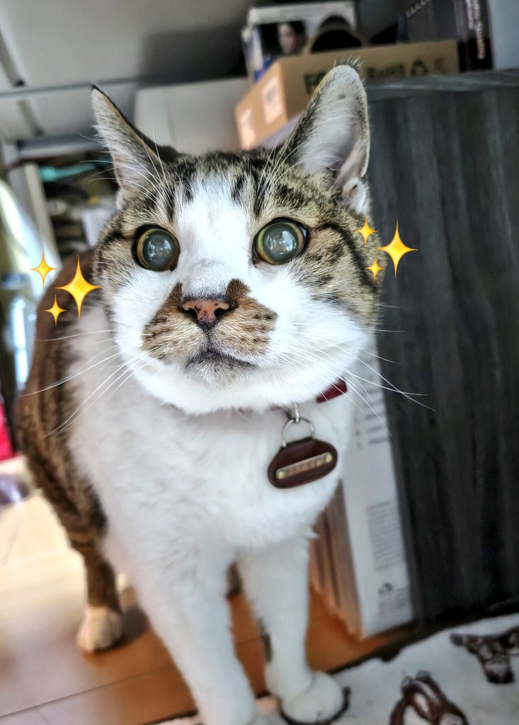 めかりんまる tweet media