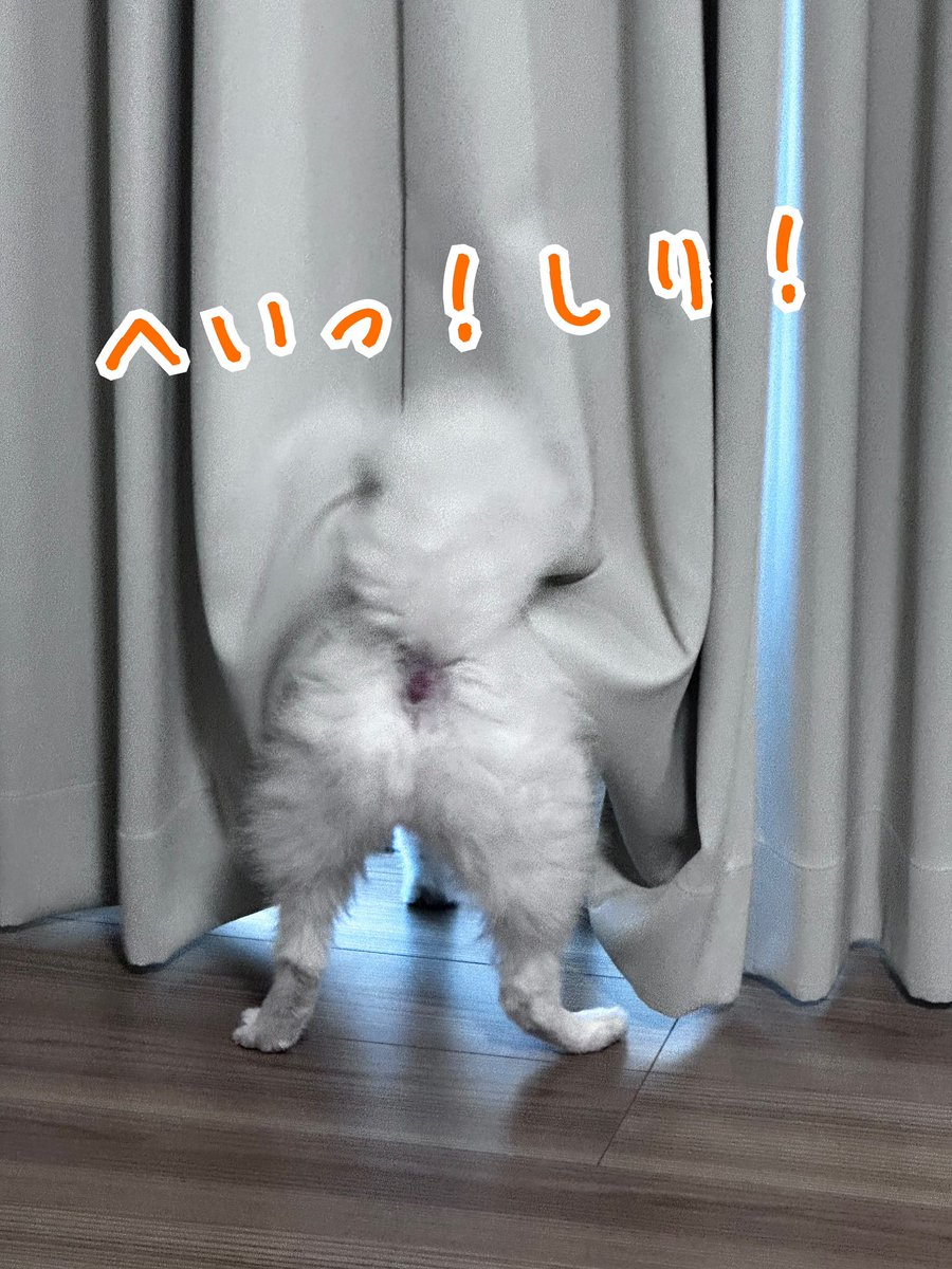 kotaro20180425's tweet photo. へいっ！しり！なコタロー🐶 https://t.co/arIJlPi7ie