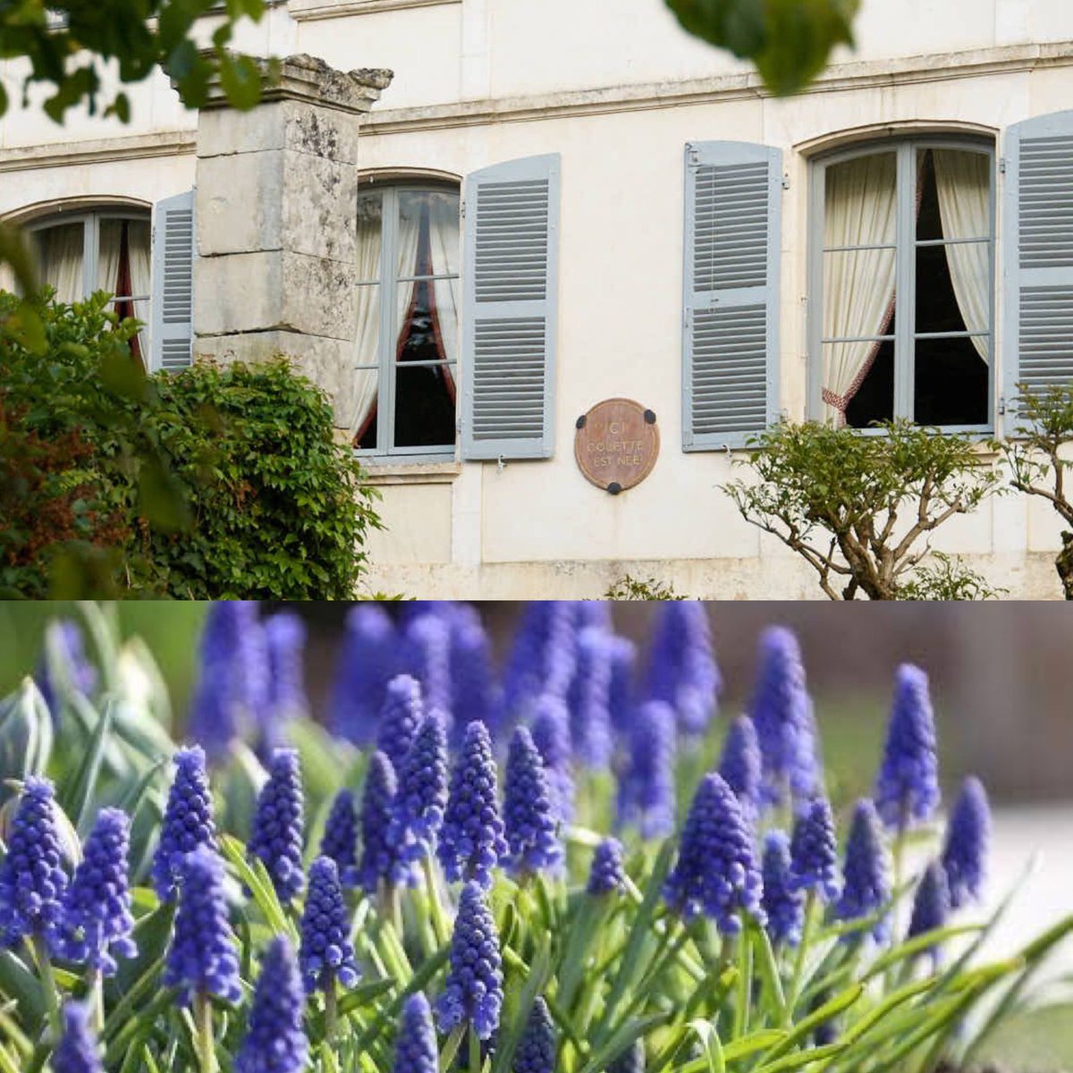 Maison de Colette tweet media