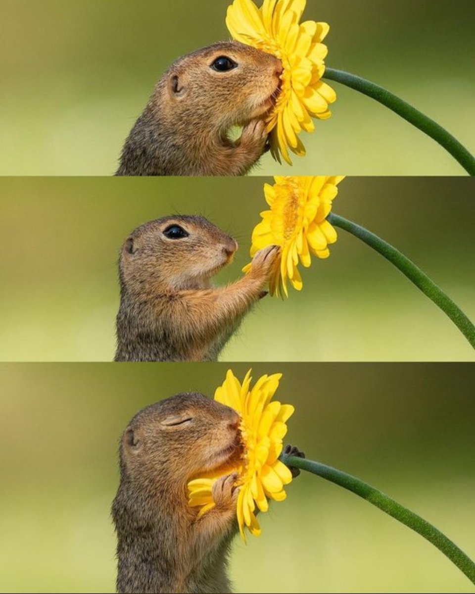 The moment a squirrel stops to smell a flower 

📸 Dick Van Duijn