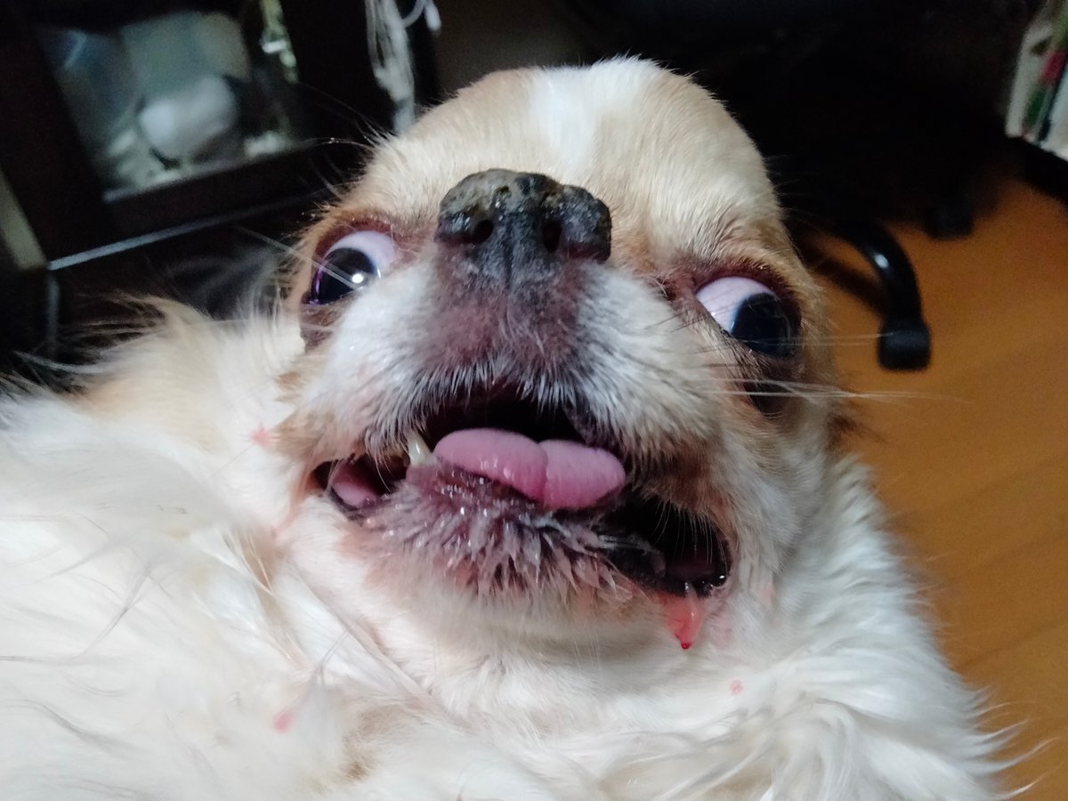 えちごやとちわわ tweet media