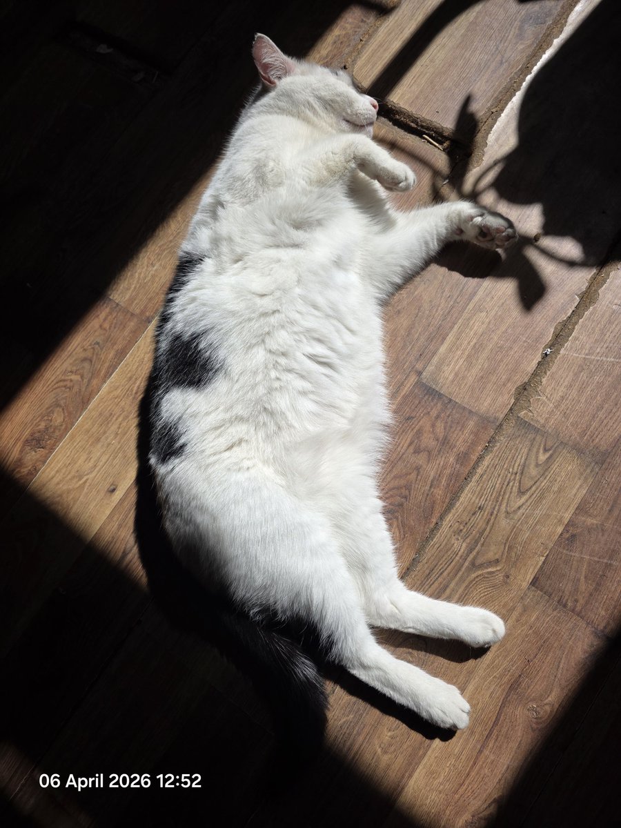 TsuiAllen's tweet photo. "Lazing on a sunny afternoon..." #NotMyPet #CatLife https://t.co/v2SwYqfqxh