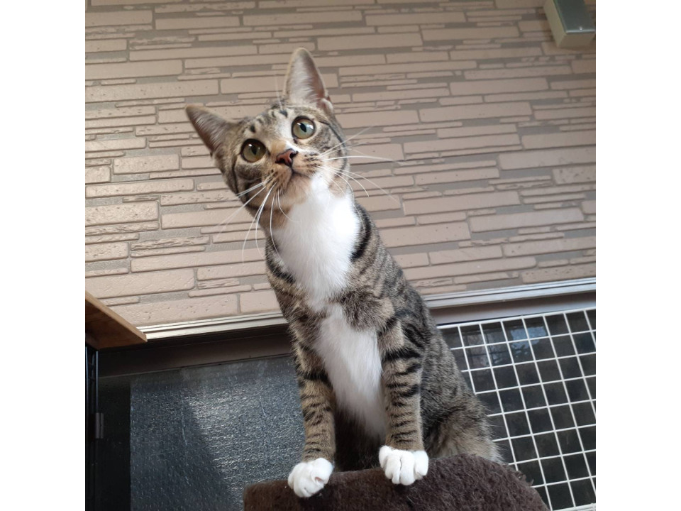 人馴れした可愛い女の子です
兵庫県 ♀ 生後1才10ヶ月 の"エリカ"ちゃんです。
 #猫の里親募集 #兵庫県
詳細：neko-jirushi.com/foster/234721/
写真：