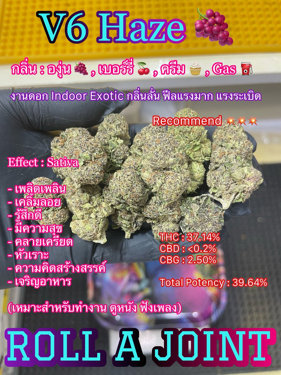 Rollajoint29's tweet photo. V6 Haze (Indoor)

วันนี้ลองจัดตัวนี้ไป กลิ่นมันยั่วเหลือเกิน

แรงระเบิดขึ้นหัวไว เพลินลอยมาก ตามสไตล์ Sativa เลย สุดดดดดด 😵‍💫😵‍💫😵‍💫🤤🤤

ใครชอบ Sativa แบบแอดบ้าง ?

#กัญชาไทย #สายเขียว #กัญชา #กัญชาทางการแพทย์ https://t.co/eIl4HvOd94