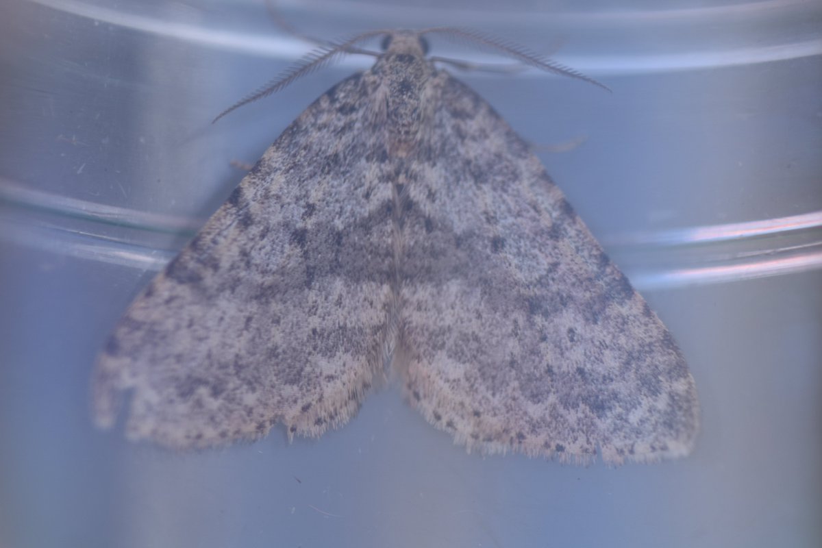 Too Lazy To Weed tweet media