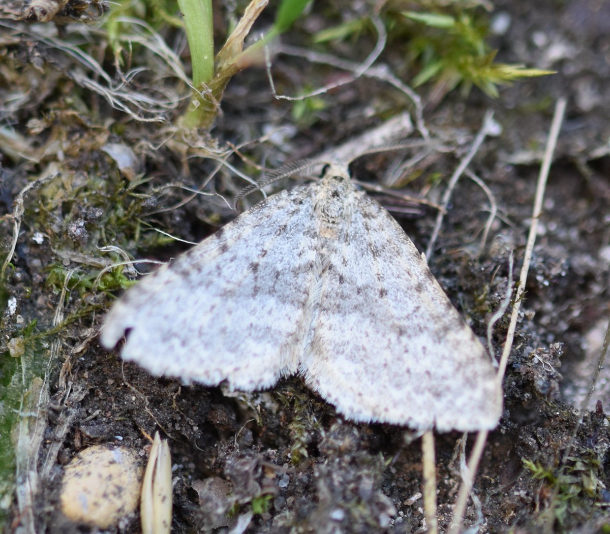 Too Lazy To Weed tweet media