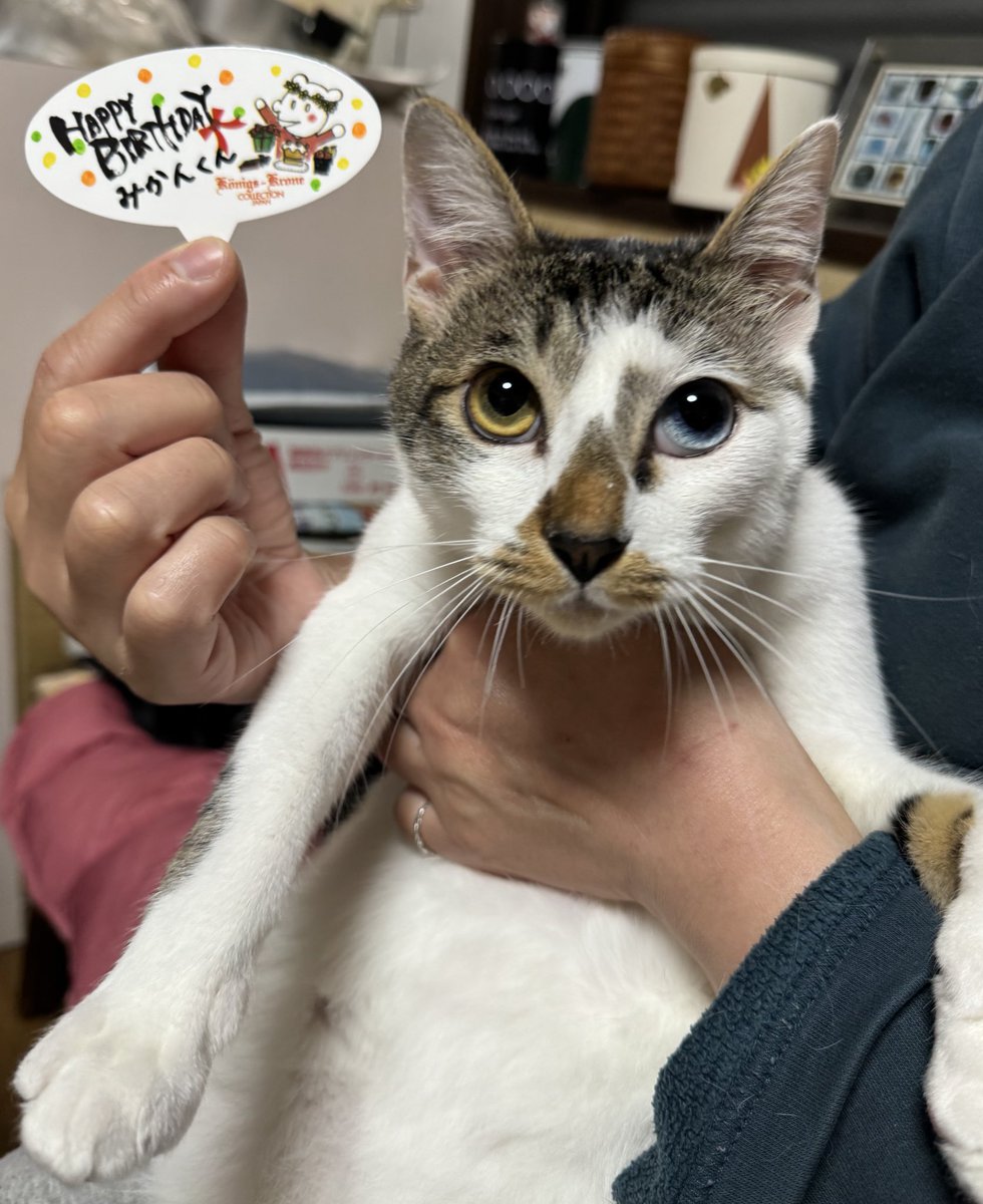 patapata tweet media