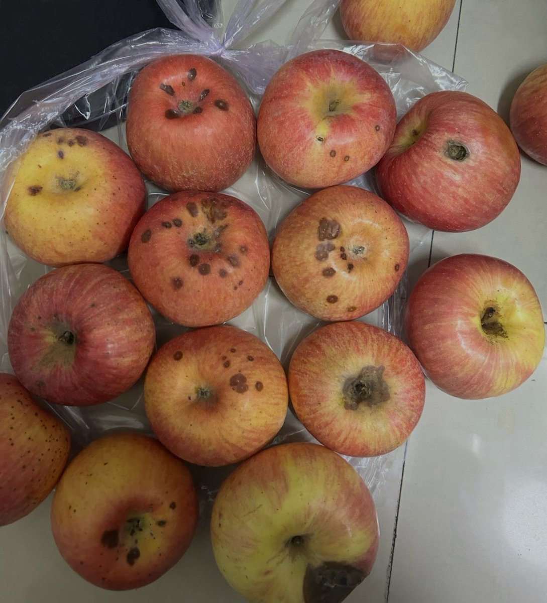 一只幸运的猫 tweet media