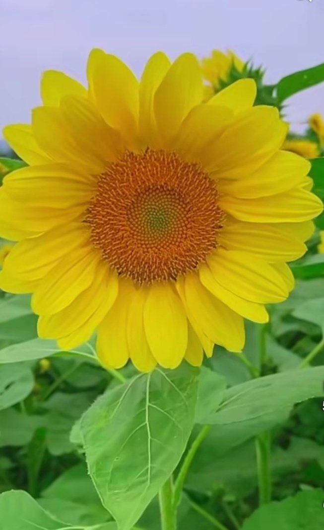 Nimra 🦋 tweet media