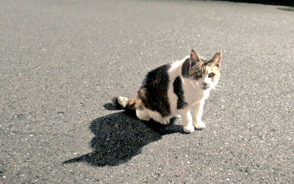 𓈒◌桜◌𓈒 tweet media