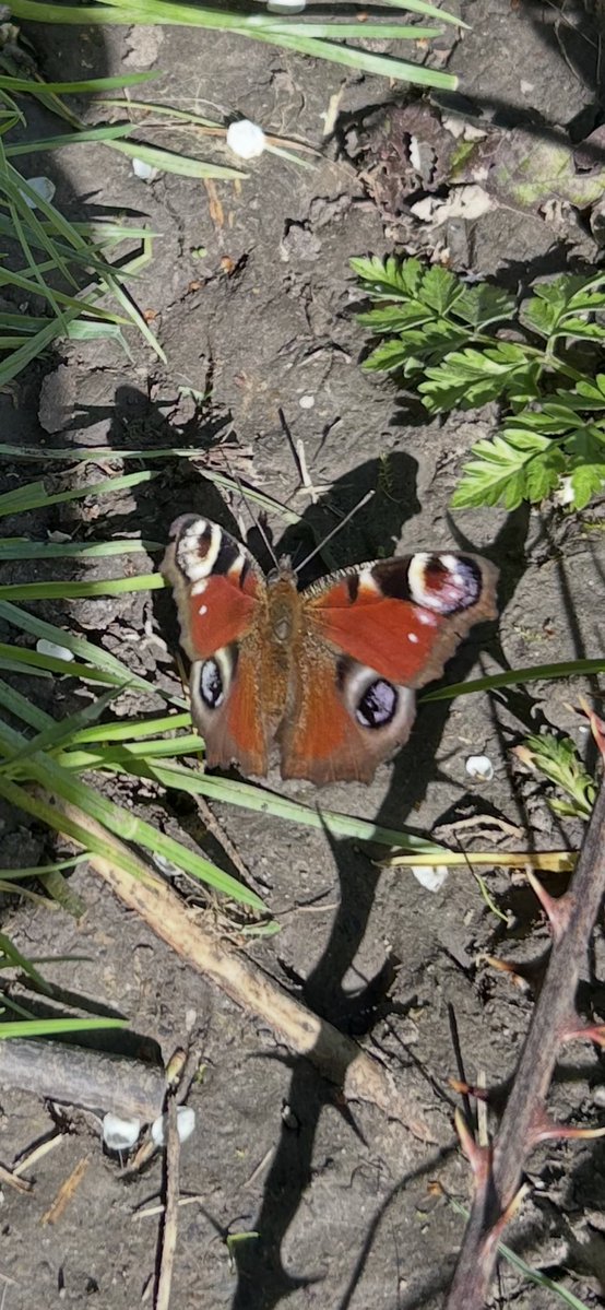 Kettering Wildlife corner tweet media