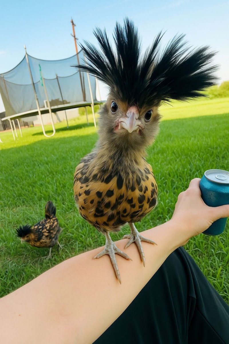 Hana_b30's tweet photo. Polish crested chicken https://t.co/8fbAUksuOs