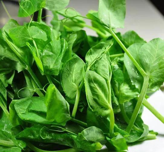 sarah caissy tweet media