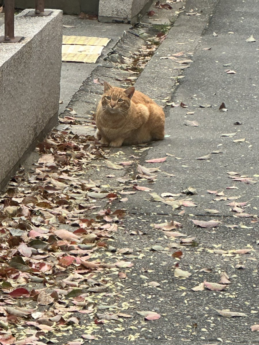 巴巴的阿巴阿巴(°ཀ°) tweet media