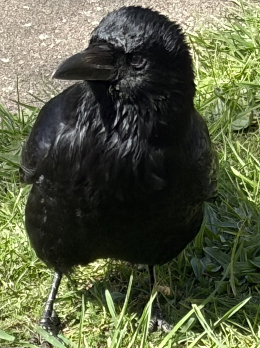 BromptonBunch's tweet image. Occasionally I feel myself engaging with a crow on a very deep level #Crows