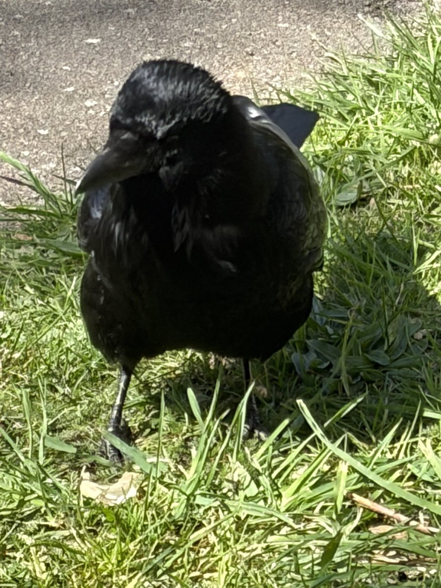 BromptonBunch's tweet image. Occasionally I feel myself engaging with a crow on a very deep level #Crows