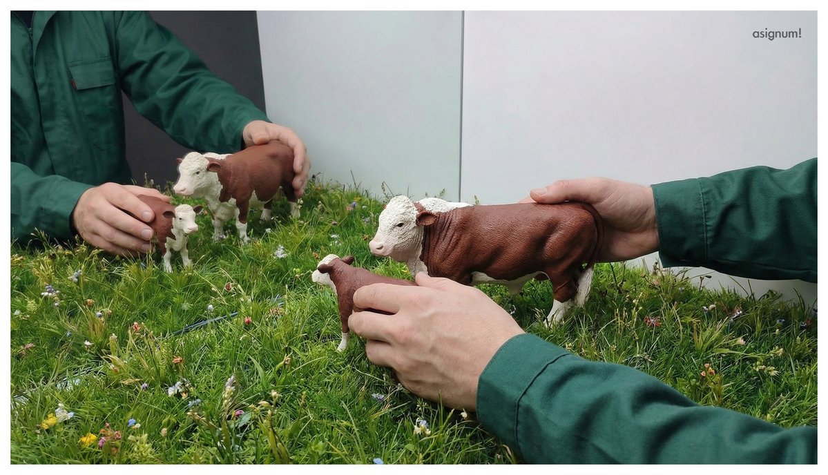 asignum | Interactive Digital Technology Solutions tweet media