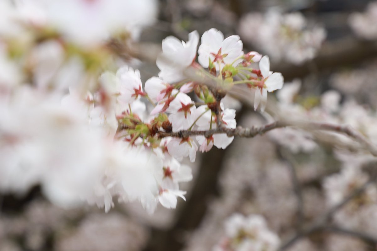 暗号の山音 tweet media