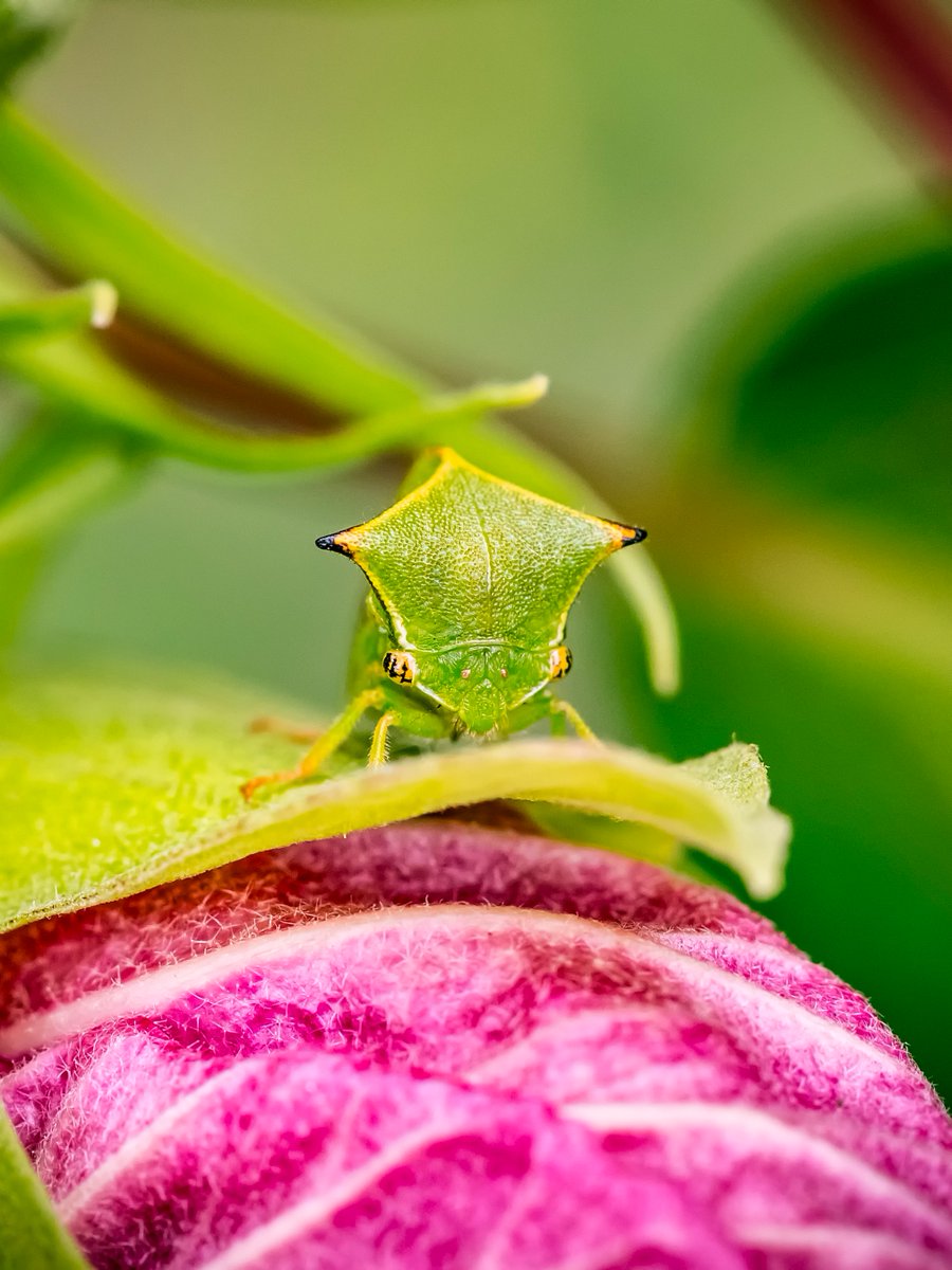 ScienceChannel's tweet image. Tiny guardian🌿✨

The buffalo treehopper, Stictocephala bisonia, is a thorn mimicking insect whose males communicate through vibrations sent through the plant itself.

📸: Kateryna Mashkevych

#insect #treehopper #buffalotreehopper