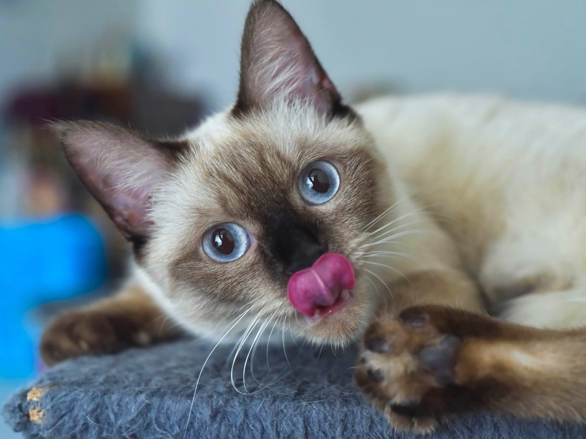 Animal Planet tweet media