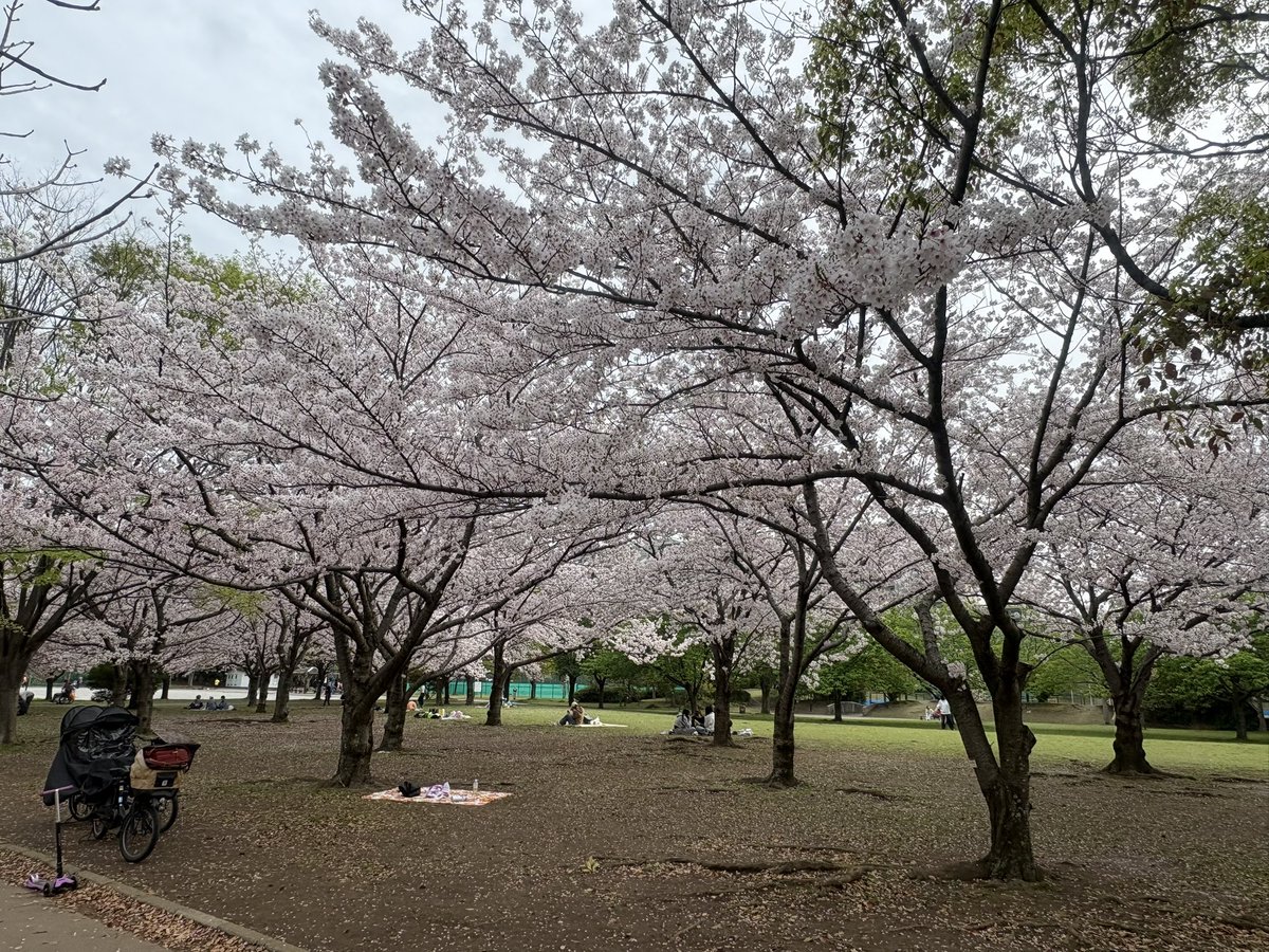 耳鼻科の帰りに高洲中央公園へ立ち寄ったところ、桜が満開でした。  
公園一面に広がる桜がとても見事で、春を実感するひとときでした。  
お花見を楽しむ方々の笑顔にも癒やされました。

#浦安市 #高洲中央公園 #桜 #満開 #春
