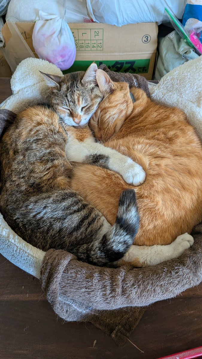 【今日の  #ネコ園長夫婦】

さんたを包み込む  #ネコ副園長

 #宇都宮動物園  #ネコ園長  #さんた 
 #二ー二ー  #ネコ  #猫