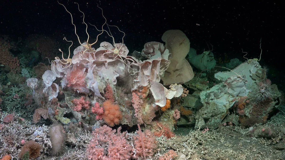 manuelacasasoli's tweet image. A coral colony that is absolutely bursting with life...

"These incredible corals form what may be one of the world’s largest reef systems—and researchers have a plan to restore it."

#Science #Ecology #Biology #Biodiversity
⏯️Stunning images reveal a massive coral reef for the