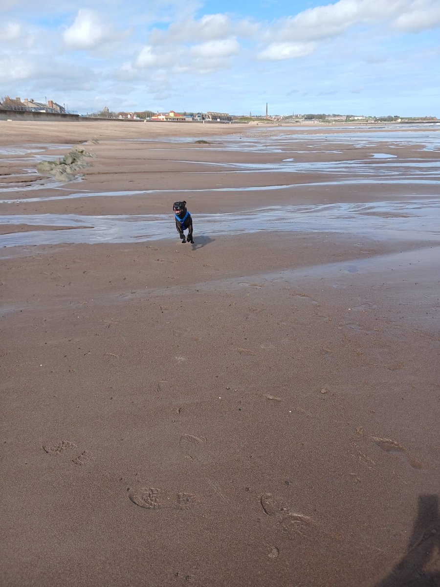 Bear41219's tweet photo. Happy happy happy Mams remembered to add the picture. All this beach to myself. Best day ever xxx https://t.co/YdWtEyaHk7