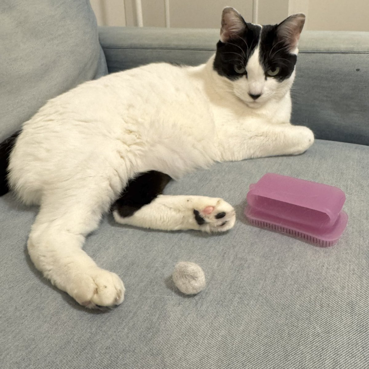 mochi202007's tweet photo. シツコイとご不満
今日はこのくらいにしとこうね

#保護猫　#猫のいる暮らし　#猫 https://t.co/w3yrKGTZo4