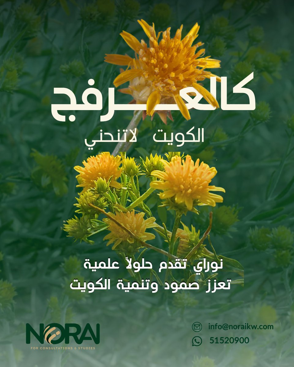 Norai_Co's tweet photo. كالعرفج الكويت لا تنحني 
العرفج رمز الصمود والثبات في اقسى الظروف
تقديرا للصفوف الأمامية تدعم بكل حب حملة زهرة العرفج الوطنية 
نوراي تقدم حلولا عملية تعزز صمود وتنمية الكويت
#الكويت #زهرةـالعرفج #نوراي #تنمية #صمود https://t.co/Kcq6KG77XB