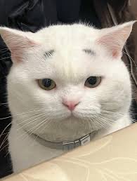 ༉‧₊ 𝓀𝒾𝓉𝓉𝓎 🎠♡ྀི tweet media