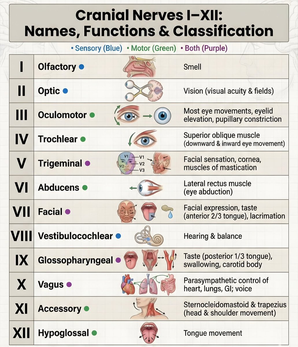 nervemed's tweet photo. Cranial Nerves https://t.co/o5btbCYjrY