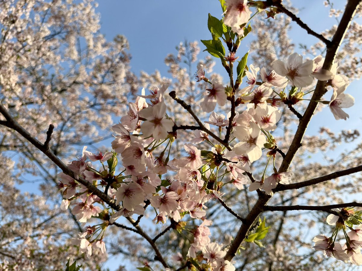 ヨシノマホ🦌奈良クリエイター tweet media